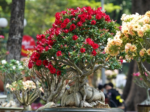 Ouverture de marchés aux fleurs à Ho Chi Minh-Ville